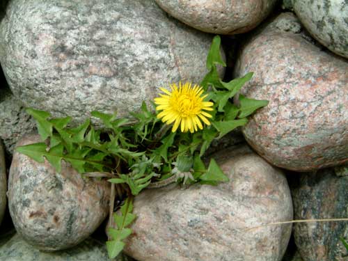 flower.jpg