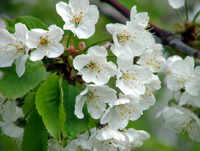 blommor.jpg