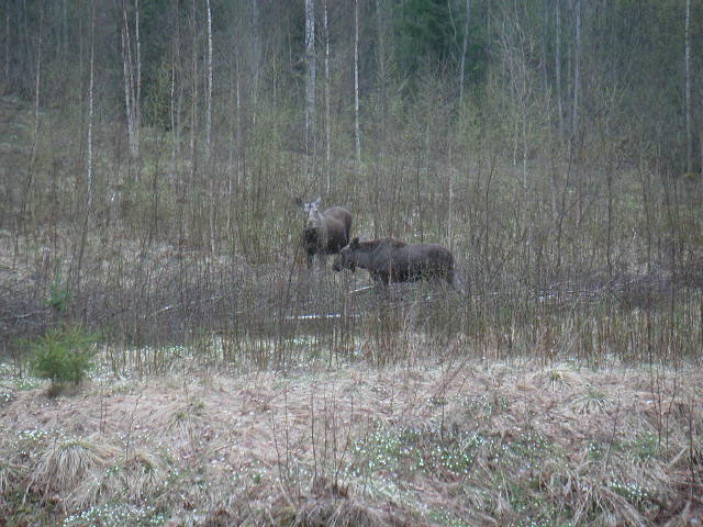 moose9.jpg