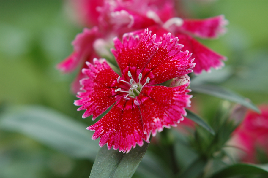 blomma3.jpg