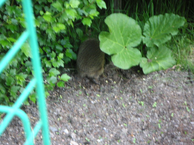 pict0002.jpg