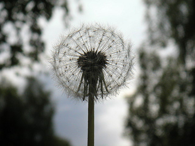 maskrosboll1.jpg