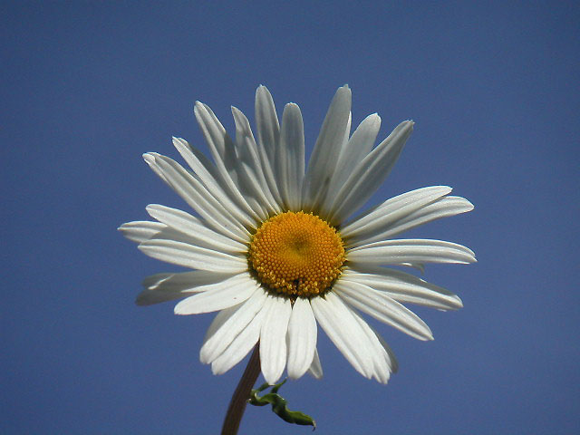 daisy6.jpg
