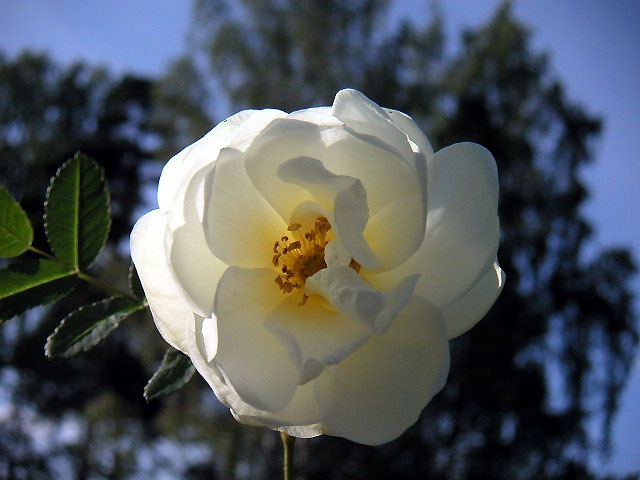 rosewhite2.jpg