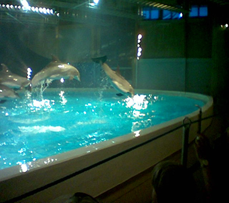 delfin_wf.jpg