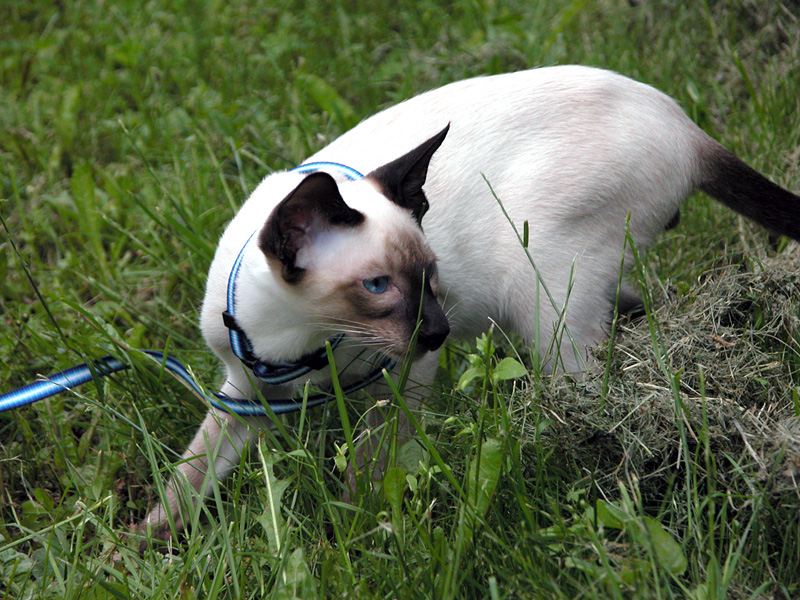 dscn4353.jpg