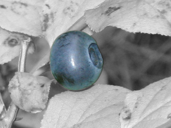 blueberry.jpg