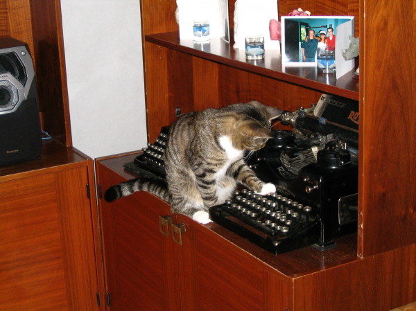 wf_katt.jpg