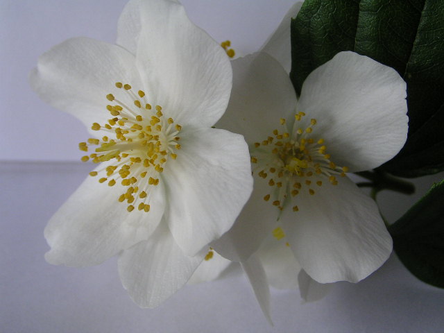 blomexp.jpg