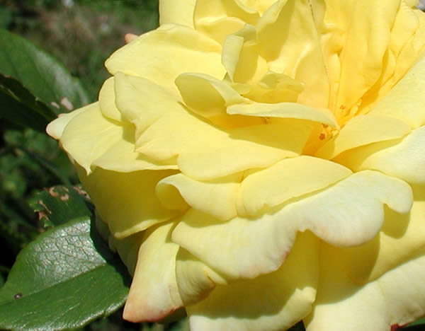 rose.jpg