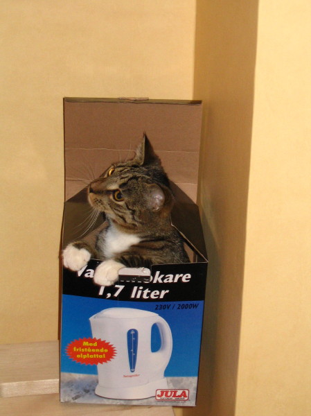 wf_katt2.jpg