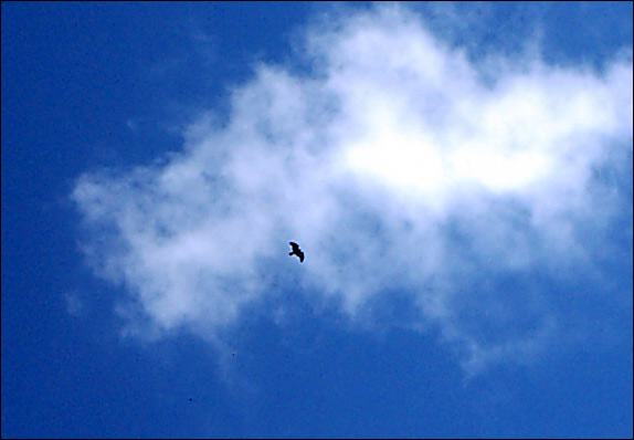 wf_eagle.jpg