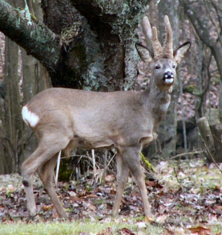 rabock014.jpg
