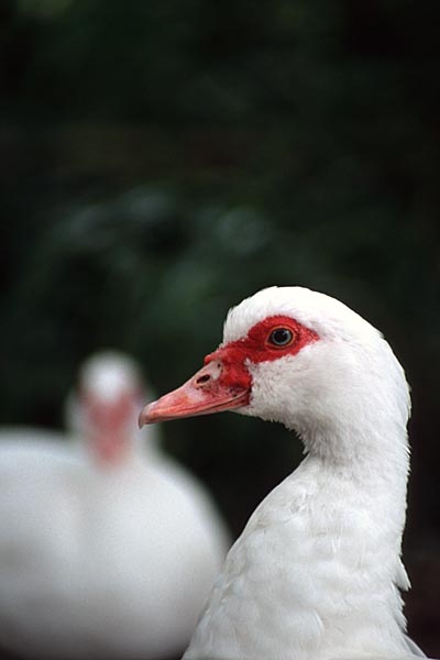 ducks.jpg
