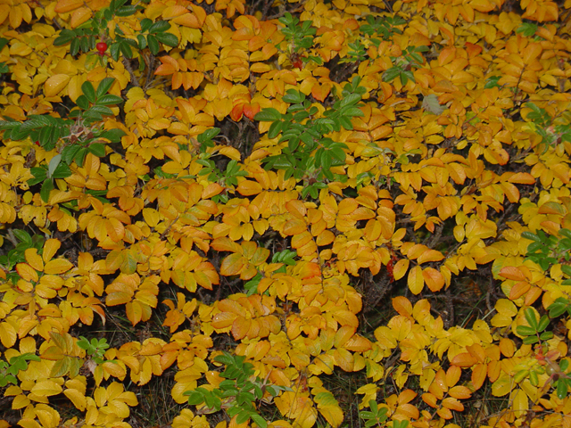 dsc00445_640.jpg