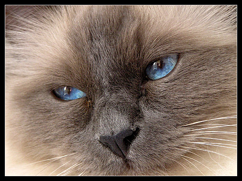 p1010011_behind_blue_eyes.jpg