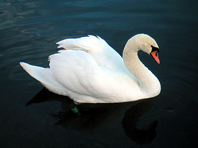 svan.jpg