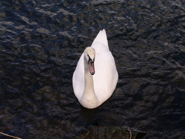pict0110.jpg