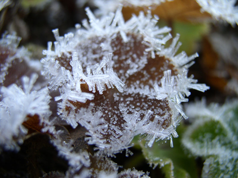frost.jpg