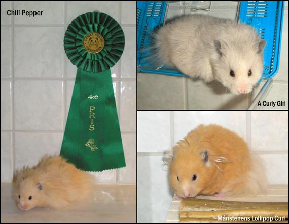 hamstrar.jpg