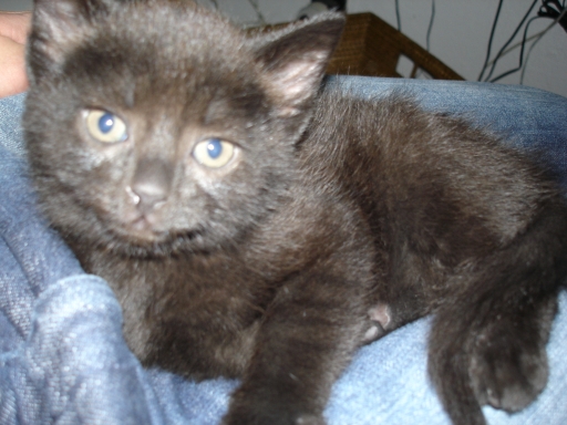 katt.jpg