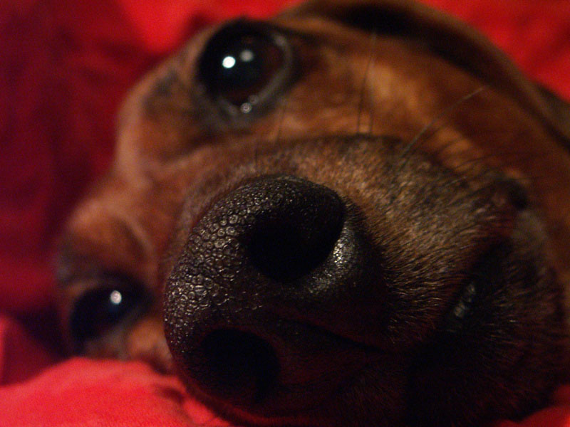 dognose3.jpg