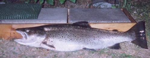 öring.jpg