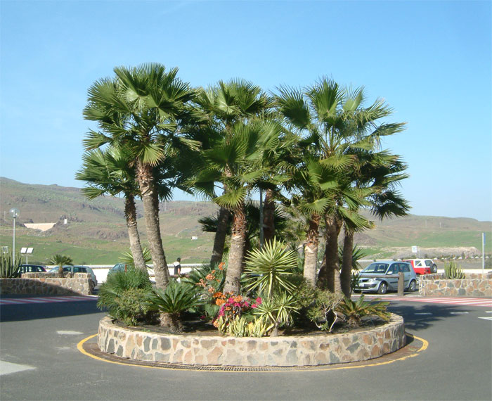 canaria.jpg