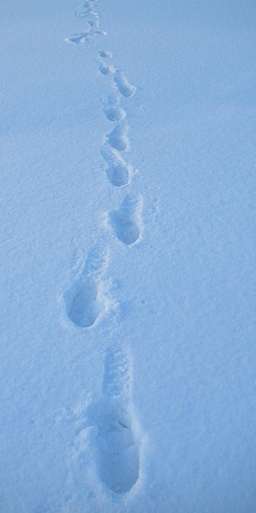 footprints1.jpg