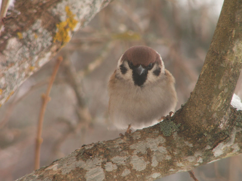 tree_sparrow2.jpg