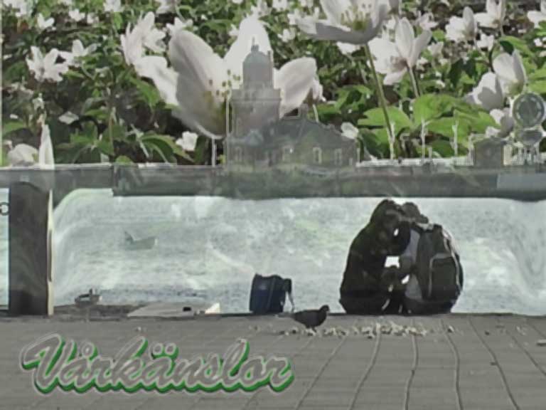 värkänslor.jpg