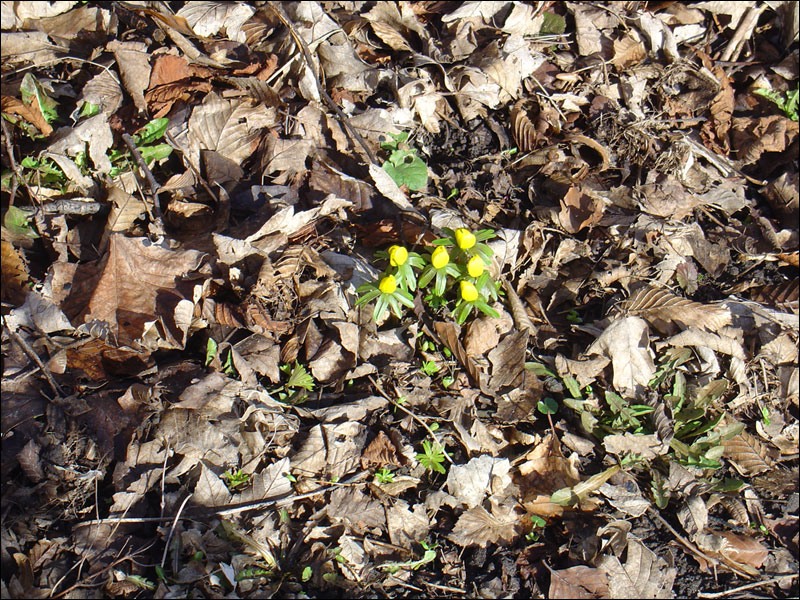 dsc02385_800.jpg