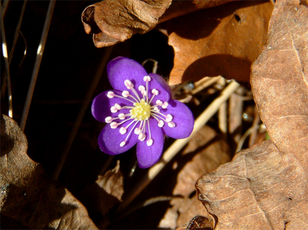 wfblomma.jpg