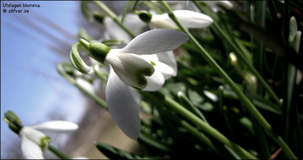 blomma.jpg