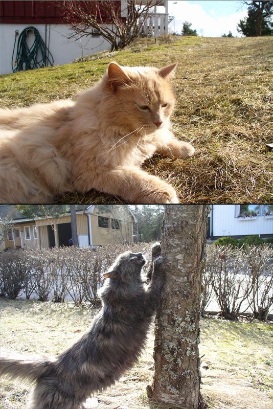katter.jpg