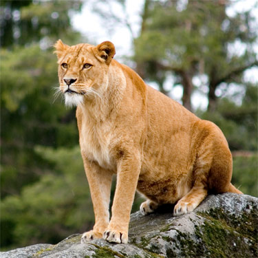 lejon2.jpg