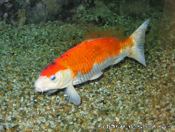 fisk.jpg