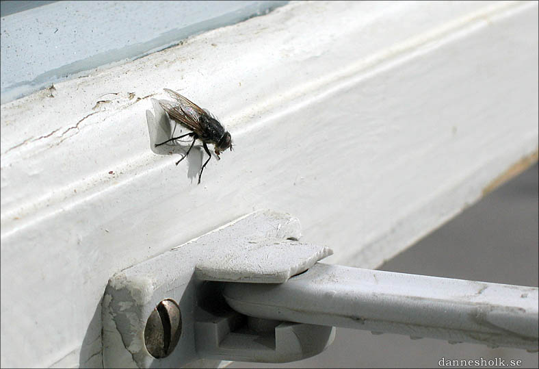 flugvapnet.jpg