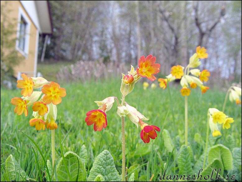blomma_gullvivor.jpg