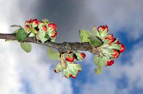 apel050518-1.jpg
