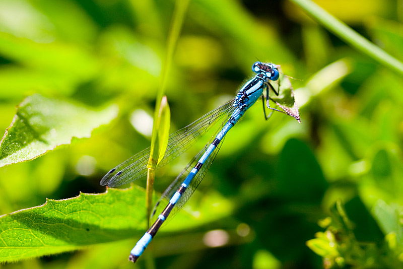 crw_9006_800w.jpg