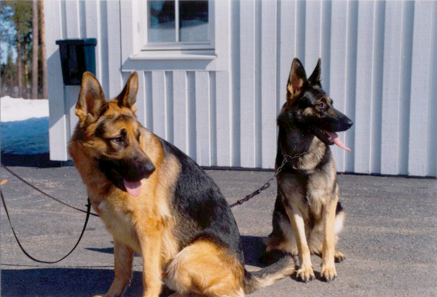 cavall och dixi.jpg