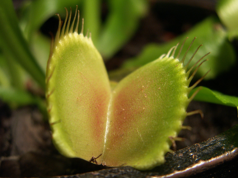 venus_flytrap.jpg