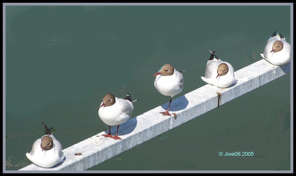 birdies.jpg