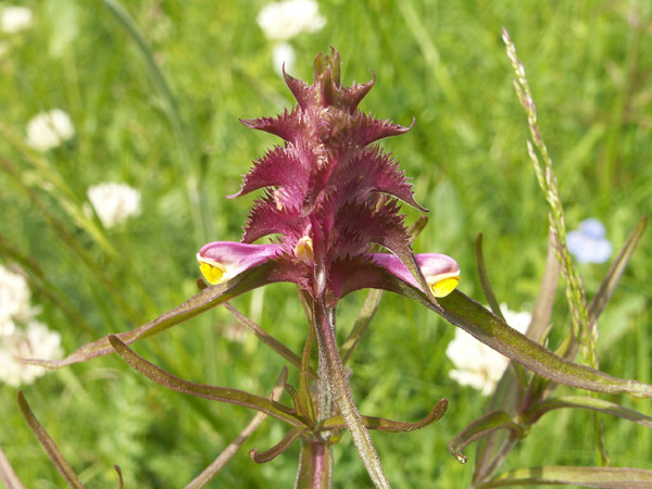 crested_cow-wheat.jpg