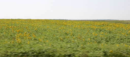 4km_solrosor_ett_trad_4km_solrosor.jpg