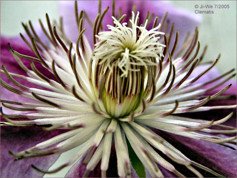 clematis.1x.jpg
