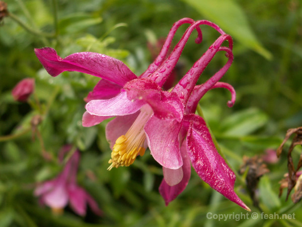 pink_columbine.jpg