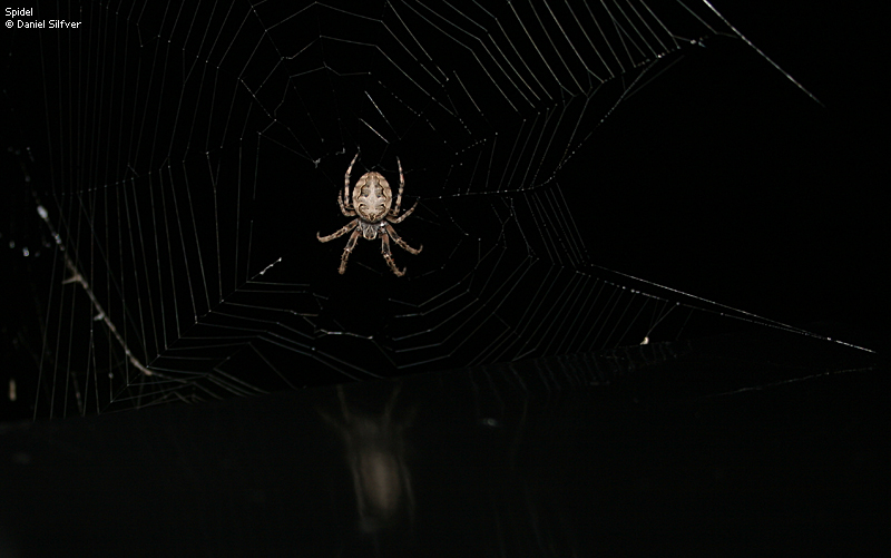 050730_spindel.jpg