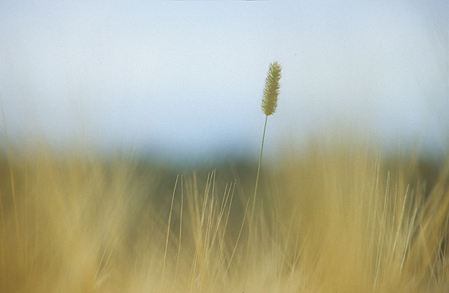 sensia_003.jpg